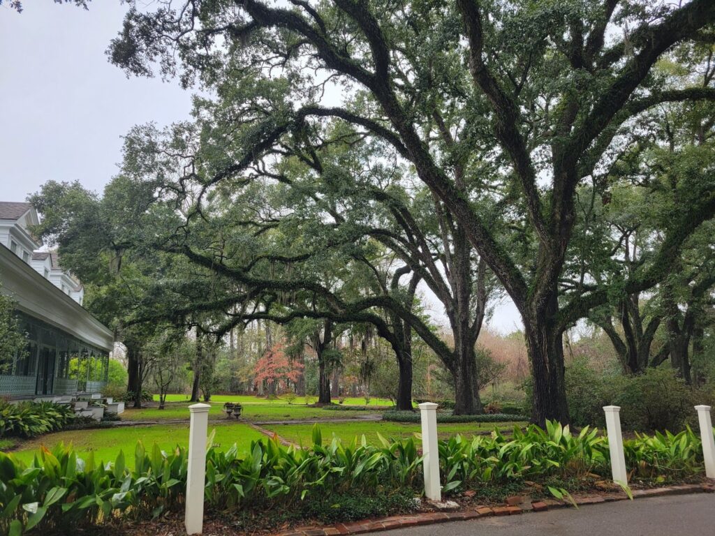 Front yard with large trees